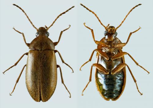 Réf. 218 595 : Isomira sp.